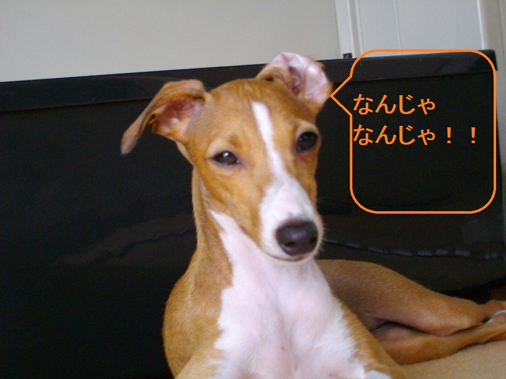 メンチ犬_a0284997_1215992.jpg