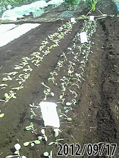e0270403_1864283.jpg