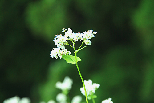 波野村ソバ畑_b0014607_2082090.jpg