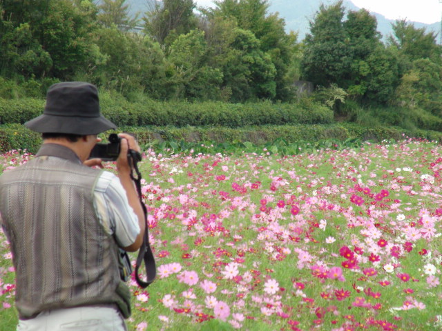 愛媛県東温市見奈良のコスモス祭り…2012年_f0231709_12505632.jpg