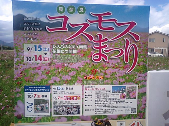 愛媛県東温市見奈良のコスモス祭り…2012年_f0231709_12591077.jpg