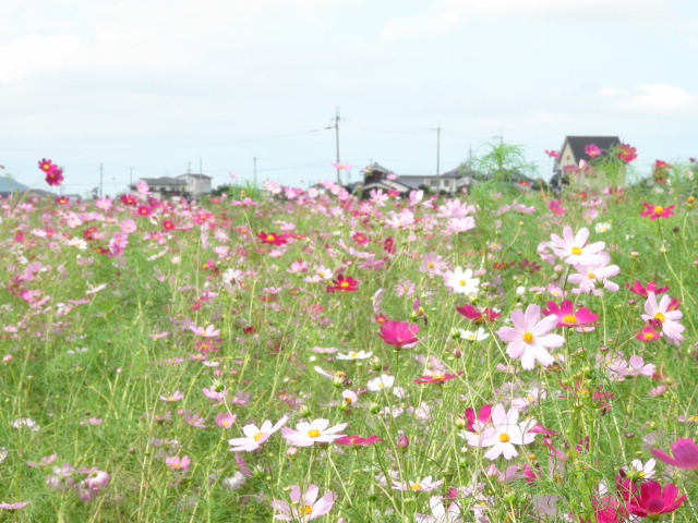 愛媛県東温市見奈良のコスモス祭り…2012年_f0231709_1725613.jpg