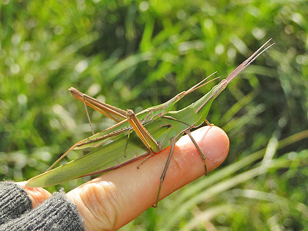 ショウリョウバッタモドキ 黒いバッタ 一寸の虫にも五分の魂