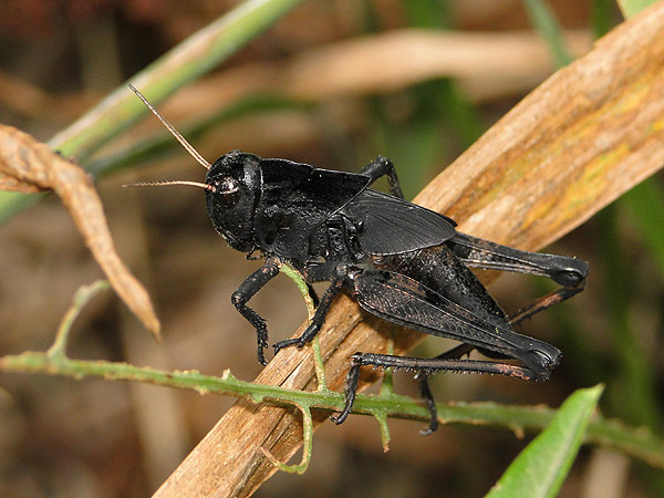 ショウリョウバッタモドキ 黒いバッタ 一寸の虫にも五分の魂 ショウリョウバッタモドキ 黒いバッタ 一寸の虫にも五分の魂