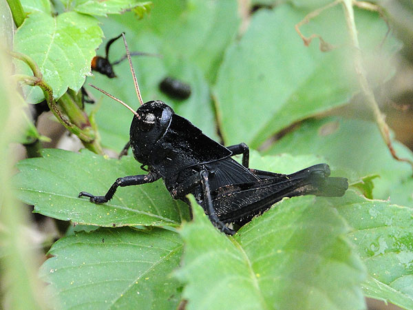 ショウリョウバッタモドキ 黒いバッタ 一寸の虫にも五分の魂