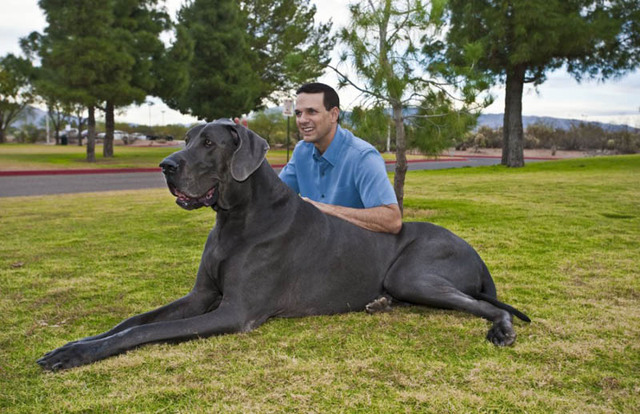 世界一背の高い犬 The Royal Family French Bulldog Breeder 世界一背の高い犬 The Royal Family French Bulldog Breeder