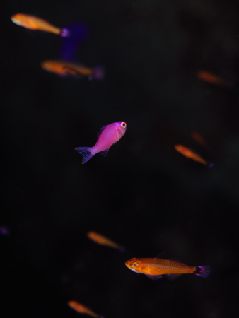 12.9.18 水中写真を楽しもう_b0100730_2105792.jpg