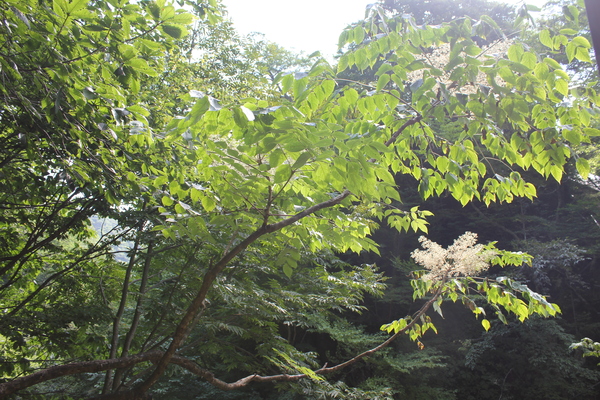 タラの木_c0213830_1050942.jpg