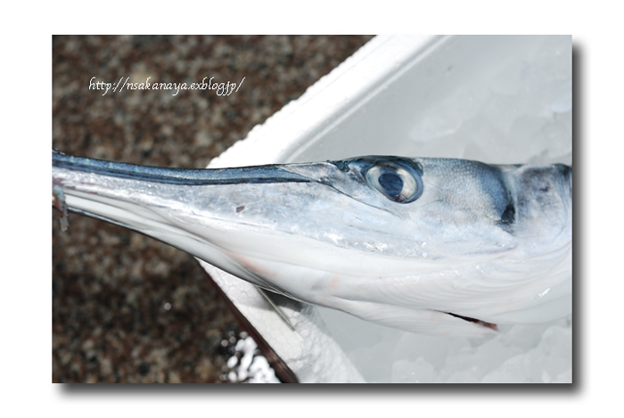 オキザヨリ 沖細魚 沖針魚 ダツの仲間っす 魚屋三代目日記 オキザヨリ 沖細魚 沖針魚 ダツの仲間っす 魚屋三代目日記