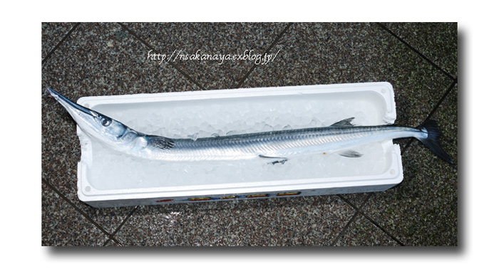 オキザヨリ 沖細魚 沖針魚 ダツの仲間っす 魚屋三代目日記 オキザヨリ 沖細魚 沖針魚 ダツの仲間っす 魚屋三代目日記