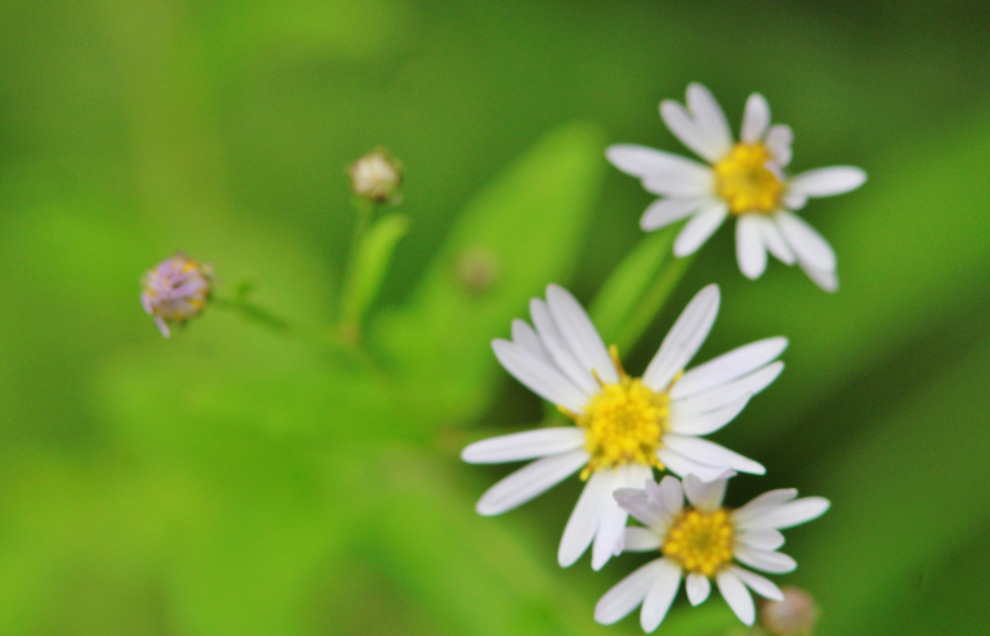 標高900m・・・秘境の花！　_c0172139_1115190.jpg