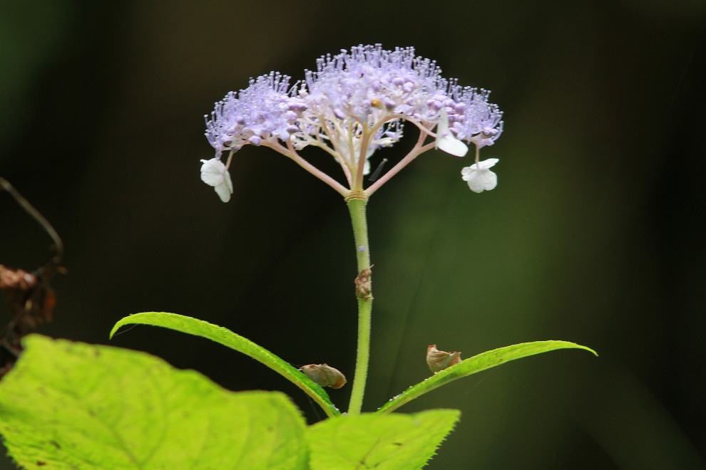 標高900m・・・秘境の花！　_c0172139_2336612.jpg