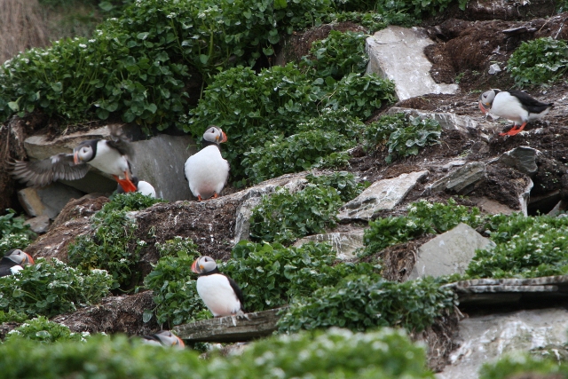 フィンランド・ノルウェーの鳥たち（9）_b0144049_011559.jpg