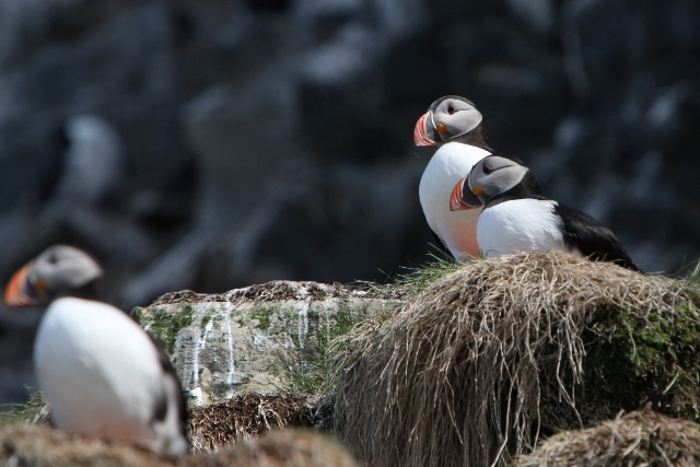 フィンランド・ノルウェーの鳥たち（9）_b0144049_02635.jpg