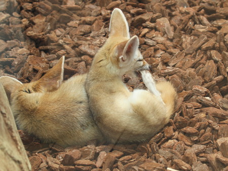 ママちゃん写真:サンシャイン水族館_b0208457_2328662.jpg