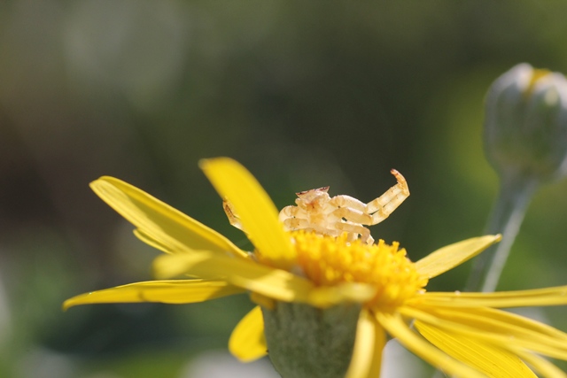 花に紛れた小さな命　～コハナグモ～_d0266457_23175386.jpg