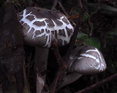 e0035757_18561082.jpg