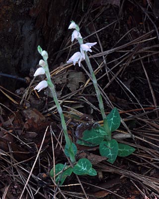 e0035757_1904178.jpg