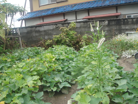 雨の日でも畑作業…ダイコンの双葉を移植_c0108460_16385243.jpg