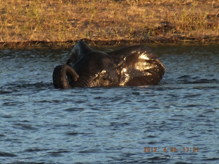 Africa-13　チョべ川クルーズ　象の水浴 /Chobe River Cruise: Bathing elephant_e0140365_0245215.jpg