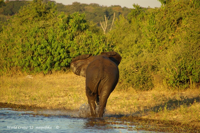 Africa-13　チョべ川クルーズ　象の水浴 /Chobe River Cruise: Bathing elephant_e0140365_0294777.jpg