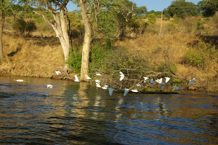 Africa-15　チョベ川クルーズ　鳥　/　Chobe River Cruise　Birds_e0140365_22415438.jpg