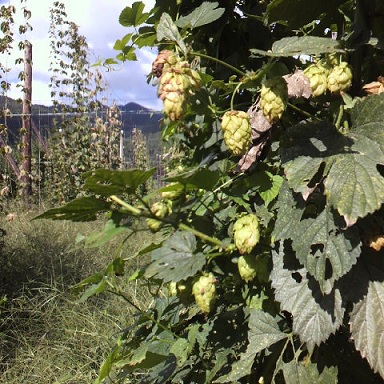 志賀高原ビール_b0016474_18422622.jpg