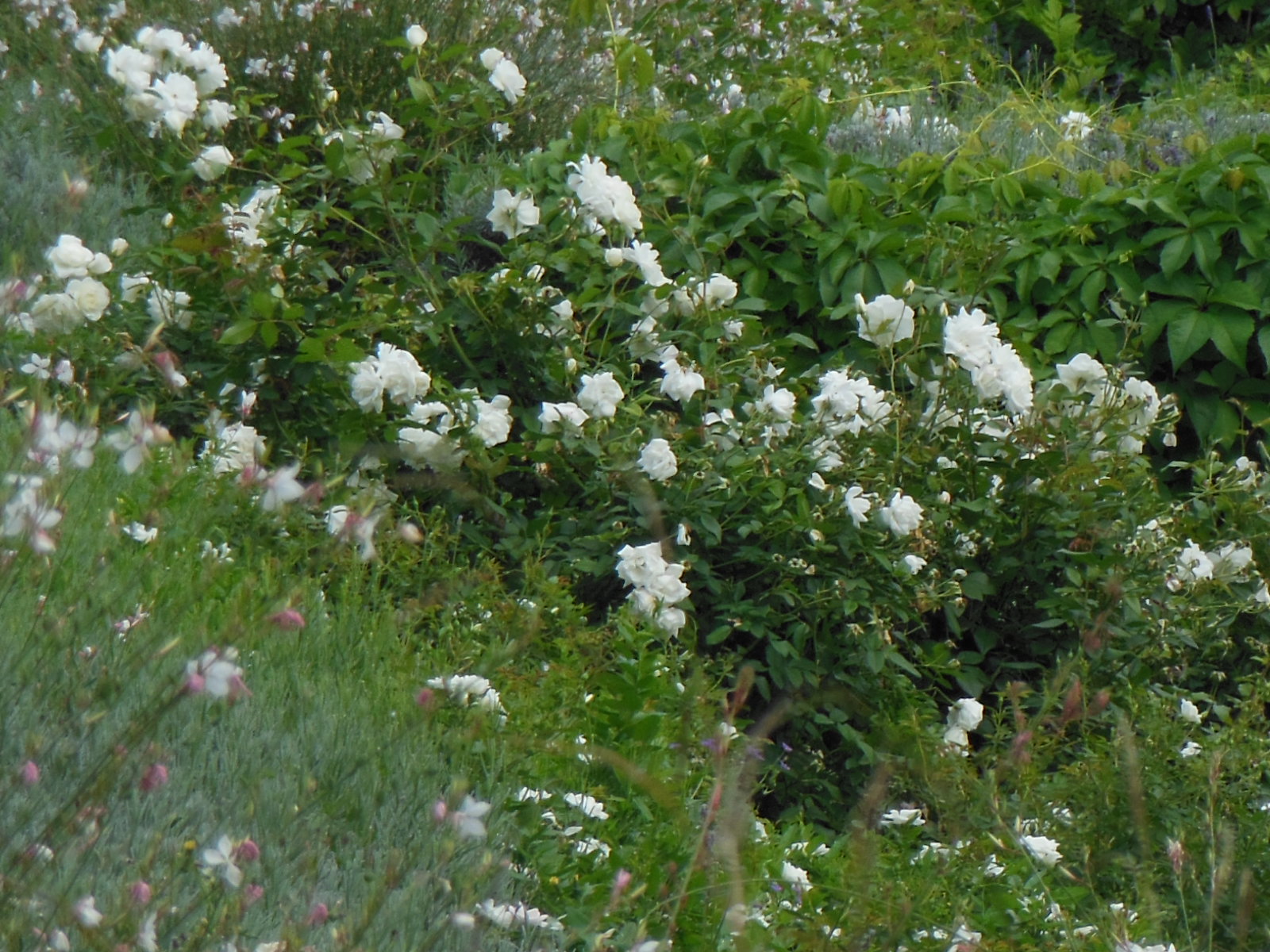 a0080183_6112387.jpg