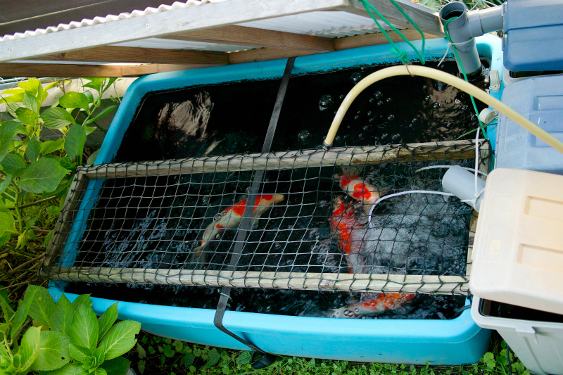 プラ船400 錦鯉飼育 初秋の水温変化 Photo Daily Life
