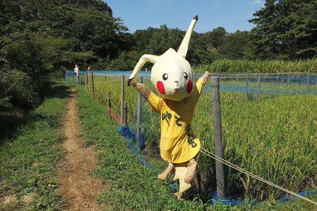 ■　案山子のある風景　　　12.9.18_e0070891_2292571.jpg