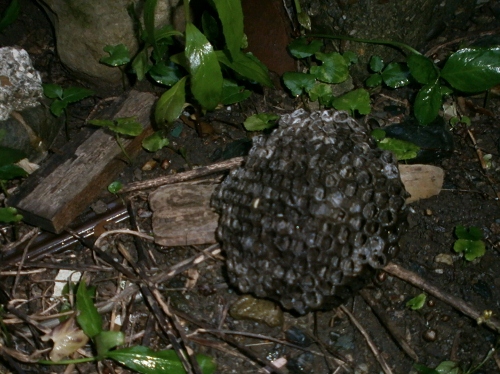 d0000995_0163330.jpg