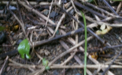 d0000995_016565.jpg