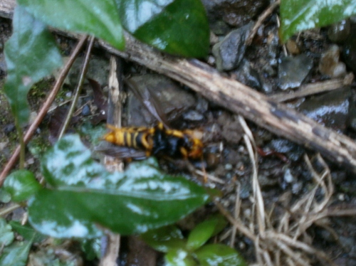 d0000995_0195140.jpg