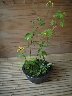 お知らせ ワークショップin菜つ芽_a0233896_1527910.jpg