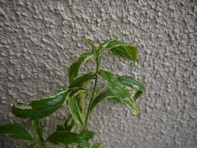 お知らせ ワークショップin菜つ芽_a0233896_1655171.jpg