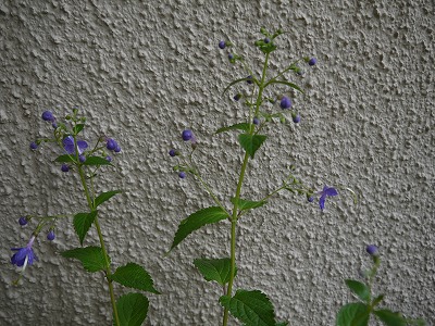 お知らせ ワークショップin菜つ芽_a0233896_1661686.jpg