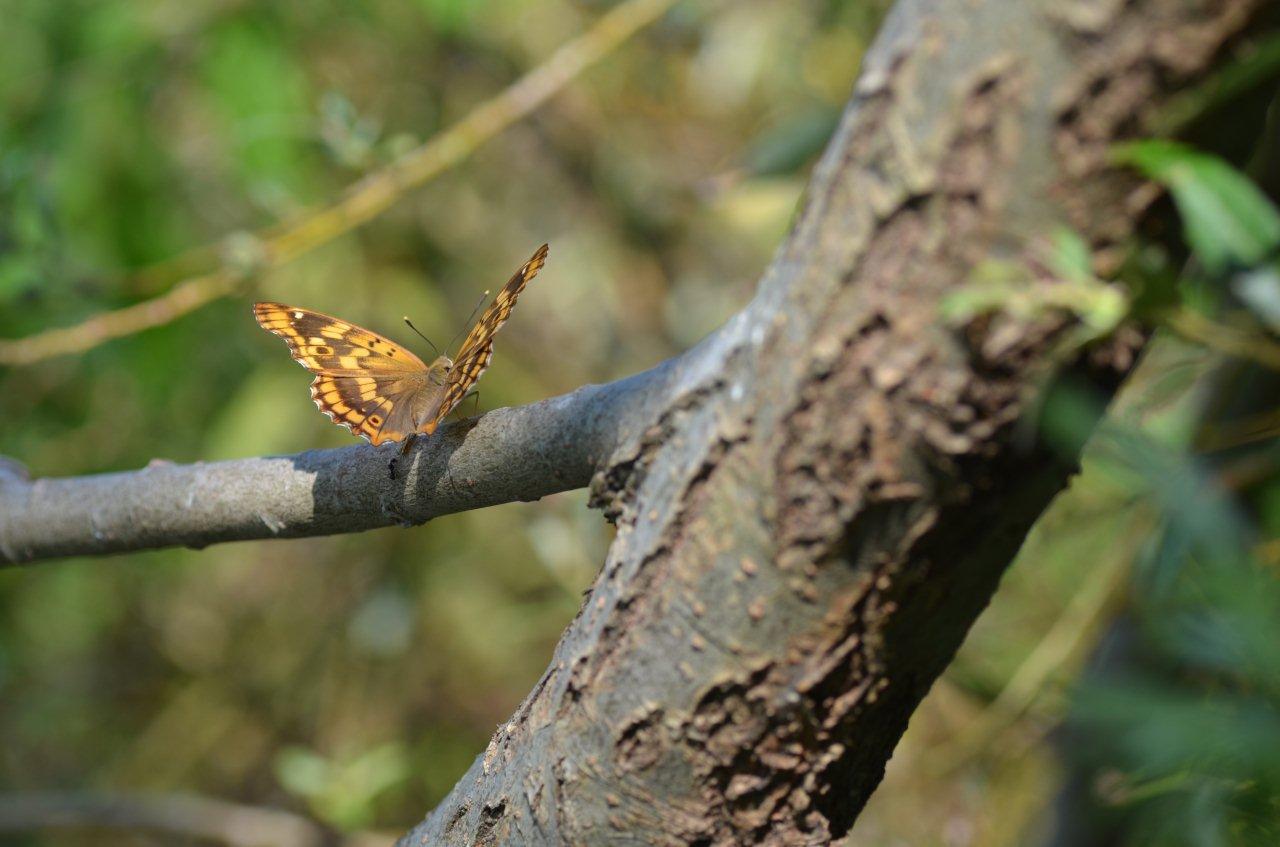 a0277496_16541836.jpg