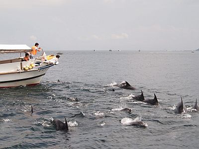 南島原になぜイルカがいるの？（南島原市）_e0198197_11111572.jpg