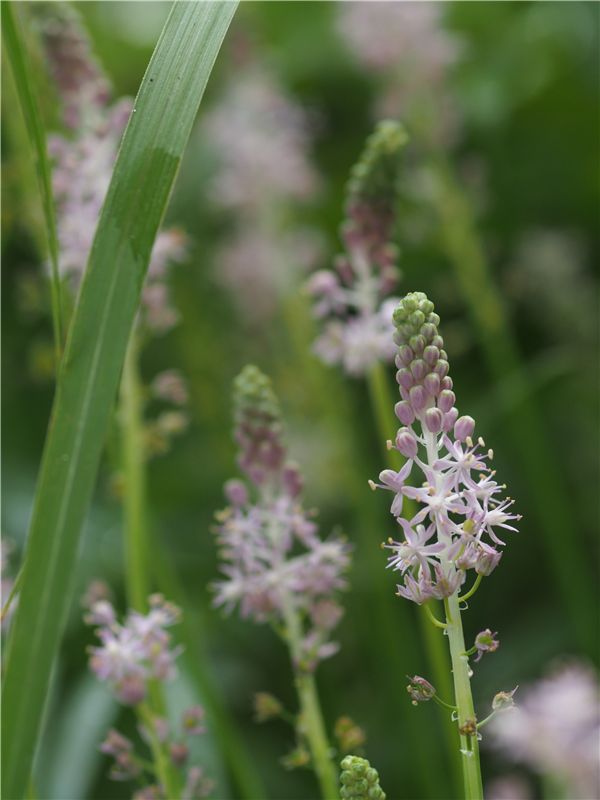 自然教育園の花と_f0224100_2220951.jpg