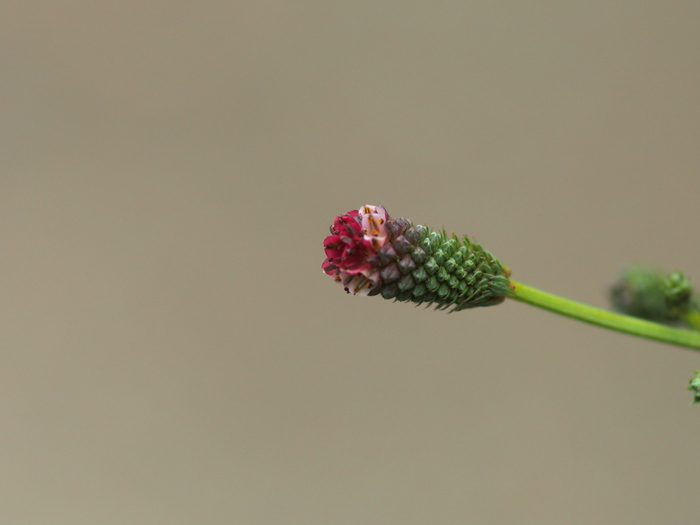 自然教育園の花と_f0224100_22231040.jpg