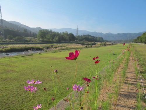 風に揺らぐ花・コスモス　（１０）_c0075701_713511.jpg