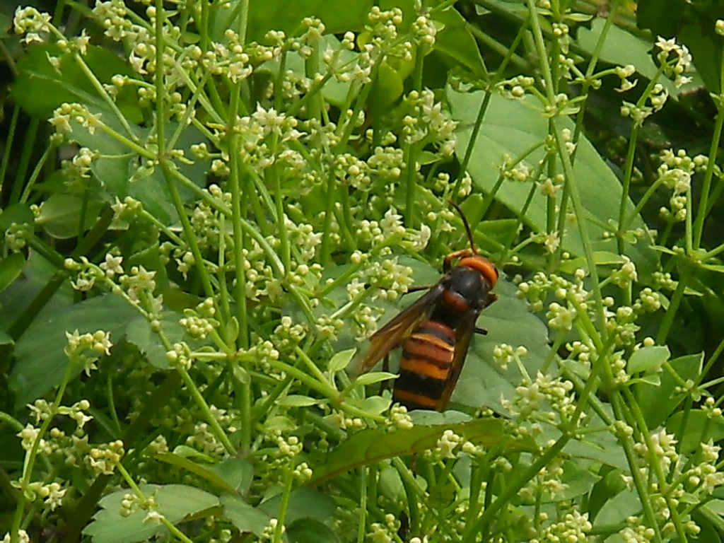 花ほころび(茜草)2012_f0146802_12163398.jpg