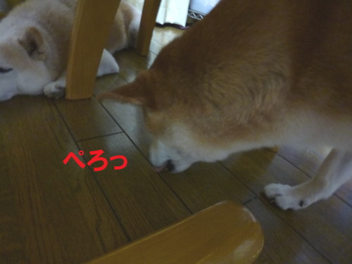 e0131506_11155564.jpg