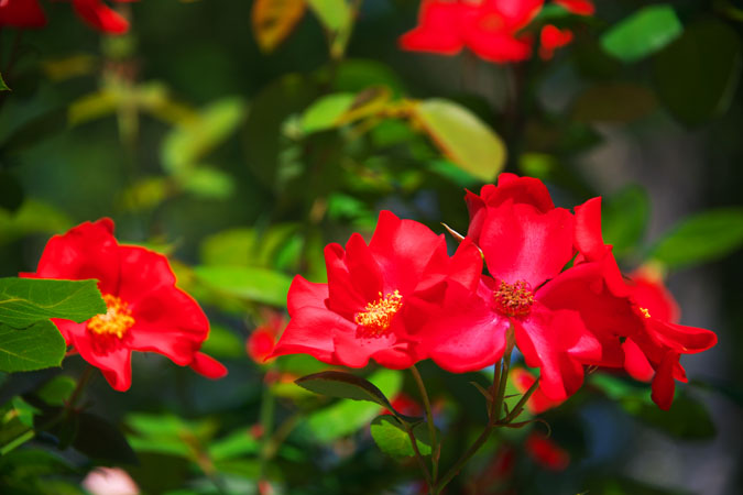 a0263109_1412538.jpg