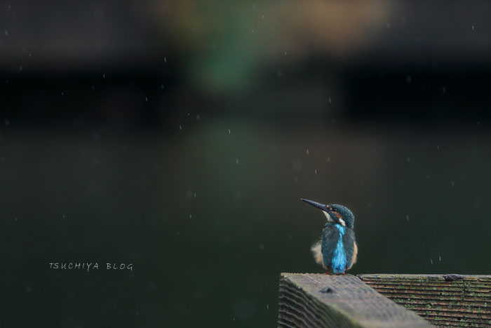 大雨のカワセミ撮影_d0053309_11433741.jpg