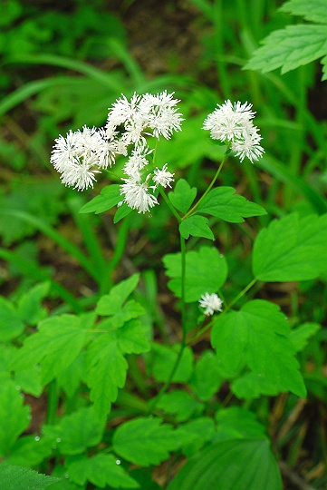 白馬三山縦走記　高山植物編_c0196928_1726359.jpg