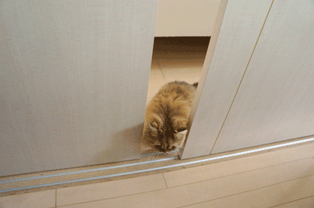 e0157129_1934477.gif