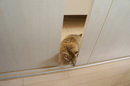 e0157129_19345883.gif