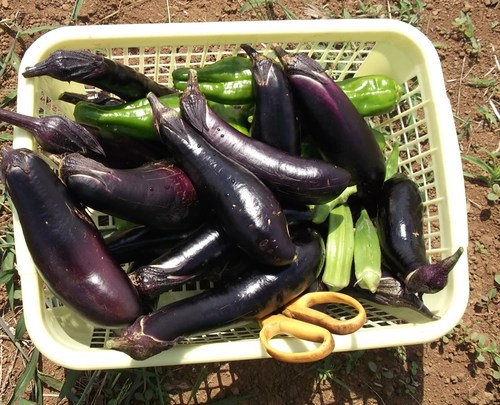 野菜の種の発芽は....人参、玉ねぎ等_b0137932_18321565.jpg