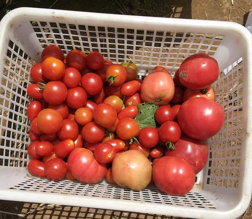 野菜の種の発芽は....人参、玉ねぎ等_b0137932_18322650.jpg